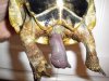 tortoises-photo-u1.jpg