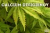 Calcium Deficiency Image-1.jpg