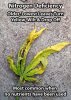 nitrogen-deficiency-yellow-leaf-sm.jpg