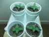 4-12-2017 (1) (left two plants receive water).JPG