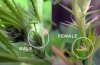 white-widow-male-female-differences.jpg