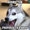 bud mutton 1.jpg