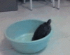 Turtle-Escaping-78435.gif
