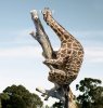 giraffe_climbing_tree2.jpg