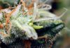 closeup-example-of-herm-cannabis-banana.jpg