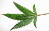 thrips-marijuana-plants-2.jpg