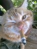 smoking-cat.jpg