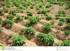 rows-green-plants-growing-farm-field-furrows-44602316.jpg