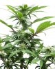 G13-Labs_Blue-Cindy_Day_17-12_12-Close-up.jpg