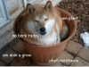 am-plant-no-bork-today-am-doin-a-grow-photosynthesis-19604401.png