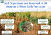 Soil Functions (via Organisms).png
