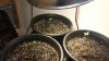 Seedlings 9-17.jpg