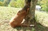 09-horse-with-head-stuck-in-tree-300x192.jpg