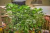 critical-kush-63-days-from-seed.jpg