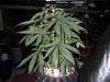 More Cowbell 1 57 days from seed (1).jpg