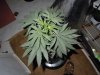 More Cowbell 1 57 days from seed.jpg
