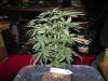 More Cowbell 1 56 days from seed.jpg