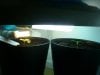 29-03 13days from seed, 11days from ground. White Rhino (Left) + AH#3 (Right) (MQ).jpg