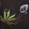Sativa Art Cannabis Photography Images (9).jpg