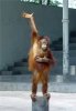 e4fa697c2bc541e8511e8e4799d39581--orangutans-baby-orangutan.jpg