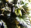 pollinate-make-feminzied-marijuana-seeds.jpg