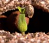 sprout-stuck-seed.jpg