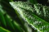 cannabis-leaf-trichomes-mid-flower-stage-89858124.jpg
