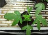 040118 Plant 1-2.jpg