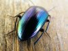 shiny beetle.jpg