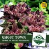 ghost-town-cannabis-seeds-greenpoint-seeds (1).jpg