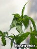 twisted-new-growth-from-cannabis-broad-mites-sm.jpg