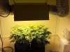 hps-air-cooled-hood-set-up-with-exhaust-grow-room.jpg