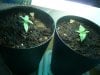 31-03 15days from seed, 13days from ground.  AH#3 (Left) + White Rhino (Right) (MQ).jpg