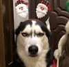 Mad dog Christmas.png