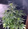 Blueberry Auto small  pollinated  -4-15-2019.jpg