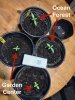 soil_comparison-sprouts.jpg