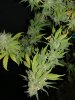 Icemud_sour grapes_pheno_4_strain_seed_cannabis (6).jpg