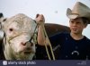 a-boy-leads-a-bull-by-the-nose-in-a-livestock-parade-C29FRY.jpg