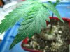 spider-mites-cannabis-leaf-sm.jpg