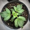 Trifoliate BB - 3 Days After Topping.jpg