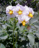 TaterFlowers106-18-13_zps3e2dce7d.png