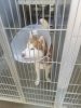 Siberian Husky or Alaskan Malamute dog adoption husky adoption malamute adotion.jpg