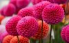 thumb2-dahlia-pink-dahlias-beautiful-pink-flowers-wildflowers-background-with-dahlias.jpg
