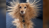 Dog-Bad-Hair-Day-102-Photo-courtesy-of-Worlds-Funniest-Animals.png