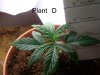 3-21-07 Plant D 3r.jpg
