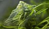 spider-mite-cannabis-webbing-sm.jpg