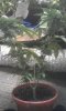 4 - Mango Sappire plant.jpg