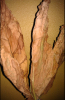 1 - leaves that dried fine (main stem drying green).png