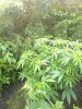 grow-space-albums-ww-mother-plant-outdoors-todays-pics-updates-picture70267-0426.jpg