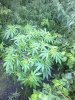 grow-space-albums-ww-mother-plant-outdoors-todays-pics-updates-picture70266-0425.jpg